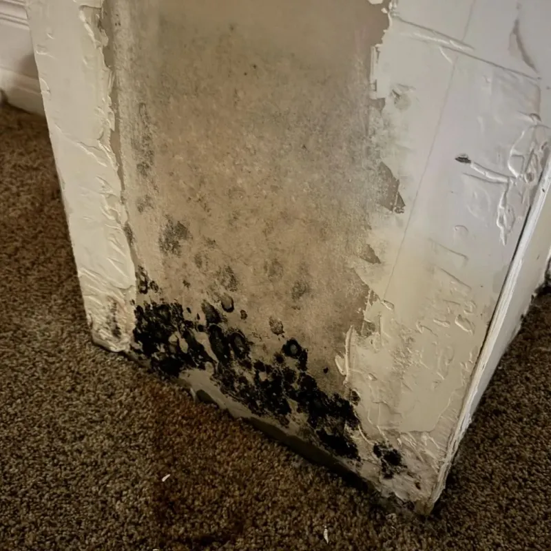 Professional Mold Removal in Gold Canyon, AZ